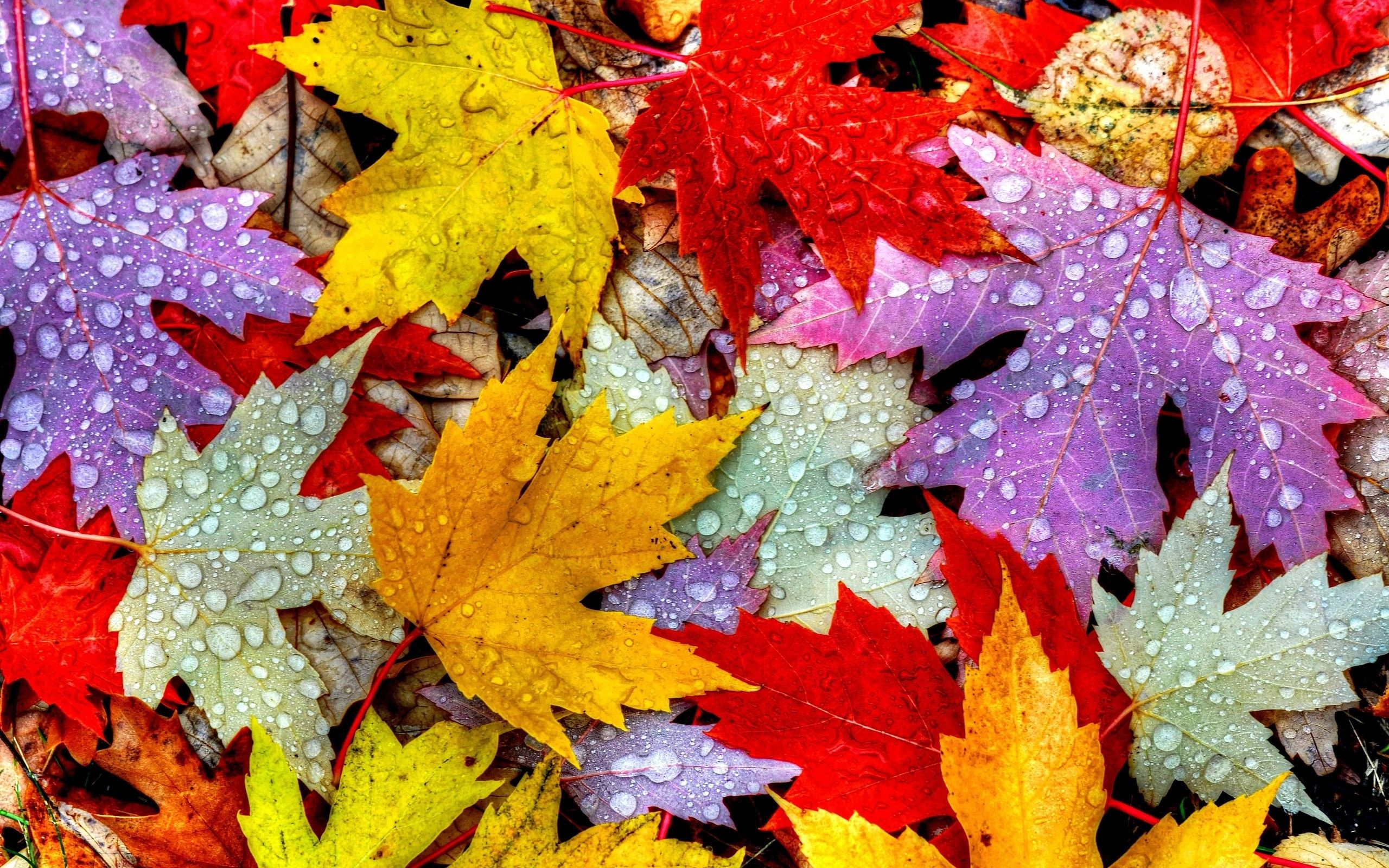 Detail Autumn Leaves Background Images Nomer 5