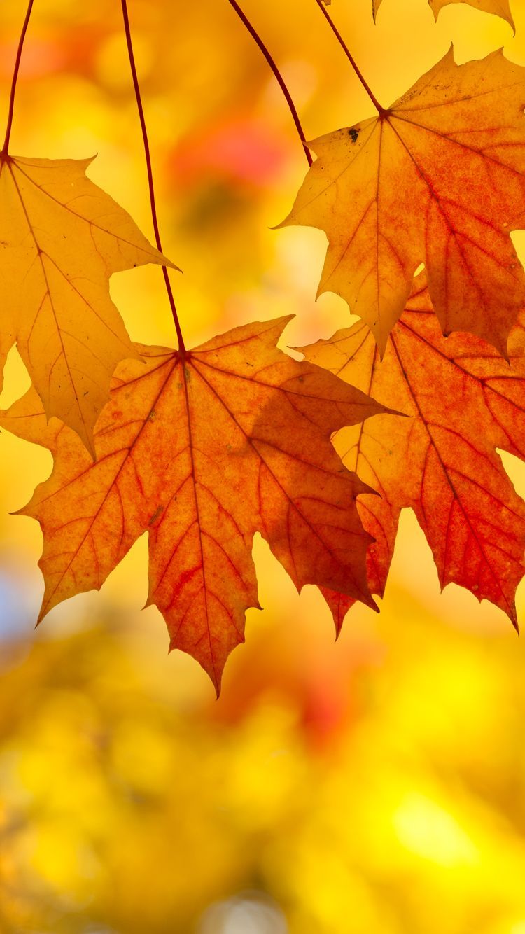 Detail Autumn Leaves Background Images Nomer 40
