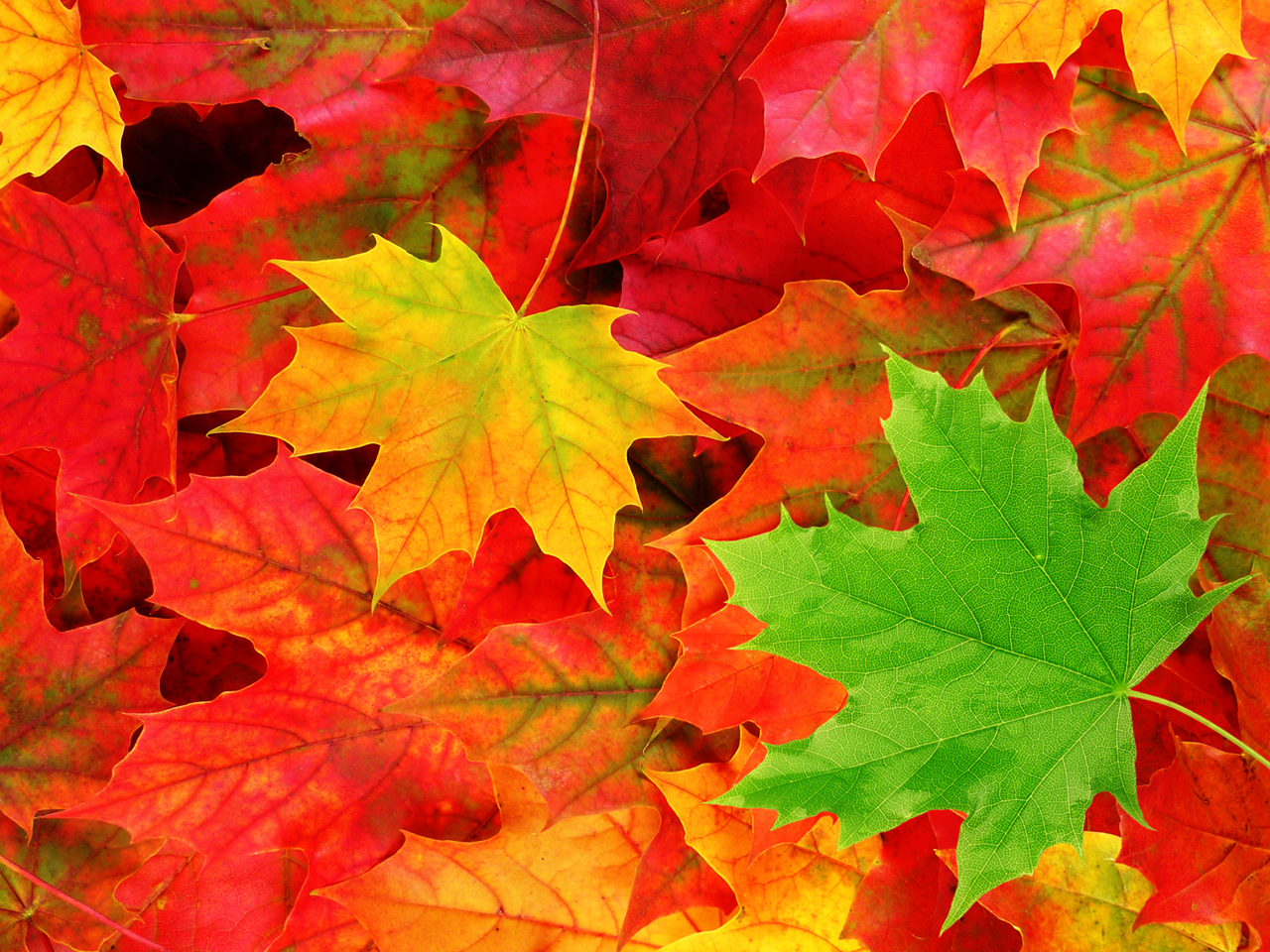 Detail Autumn Leaves Background Images Nomer 43
