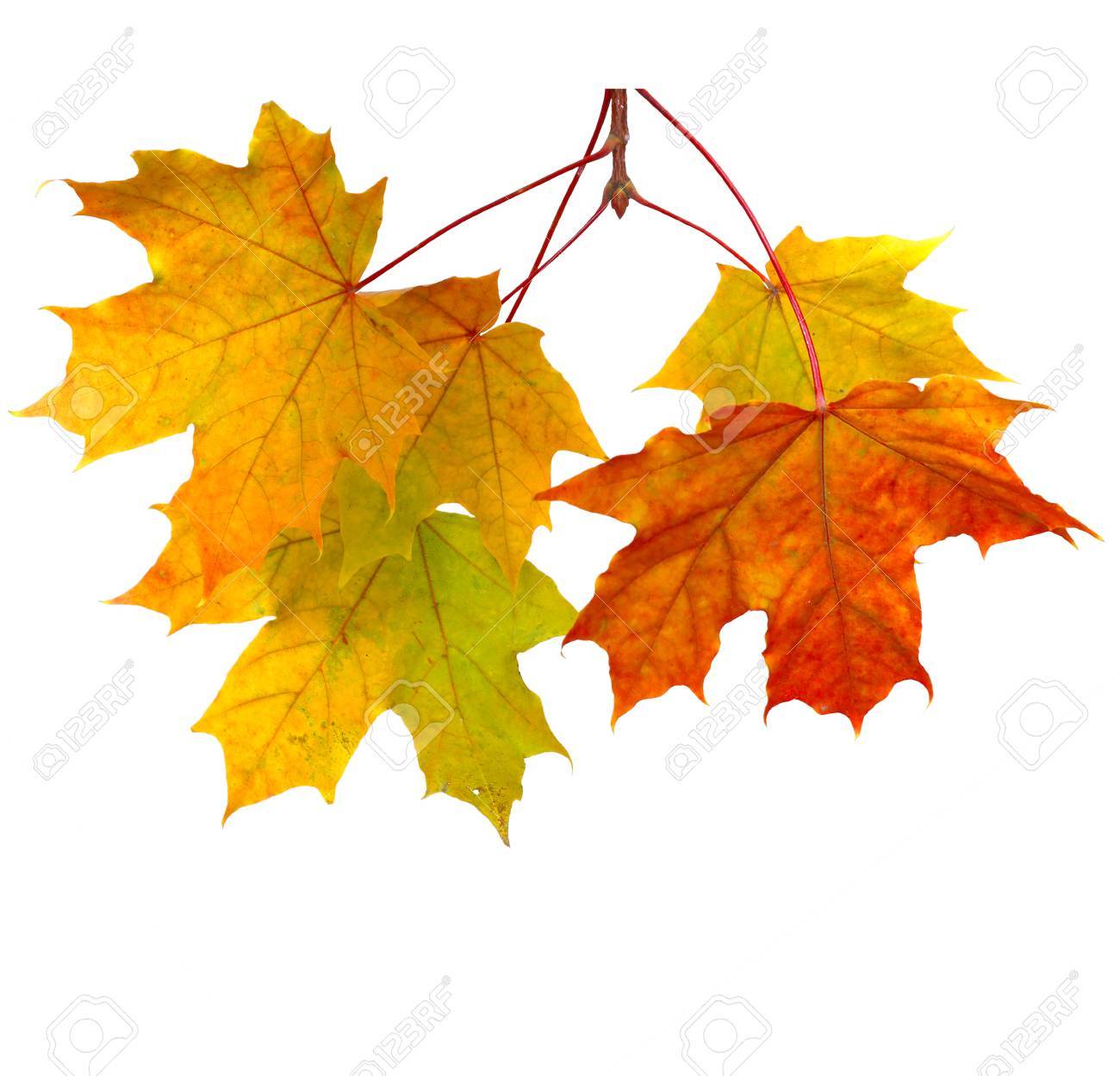 Detail Autumn Leaves Background Images Nomer 44
