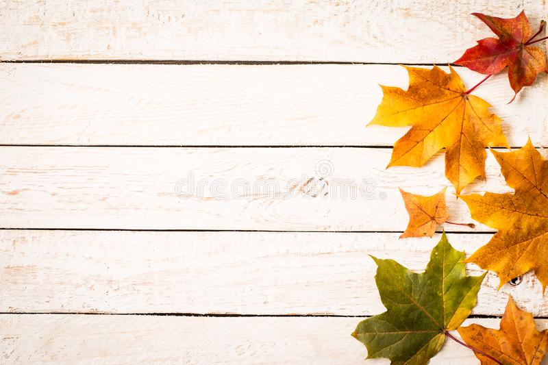 Detail Autumn Leaves Background Images Nomer 47