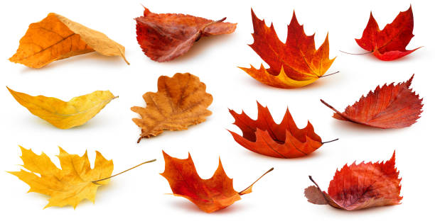 Detail Autumn Leaves Background Images Nomer 50