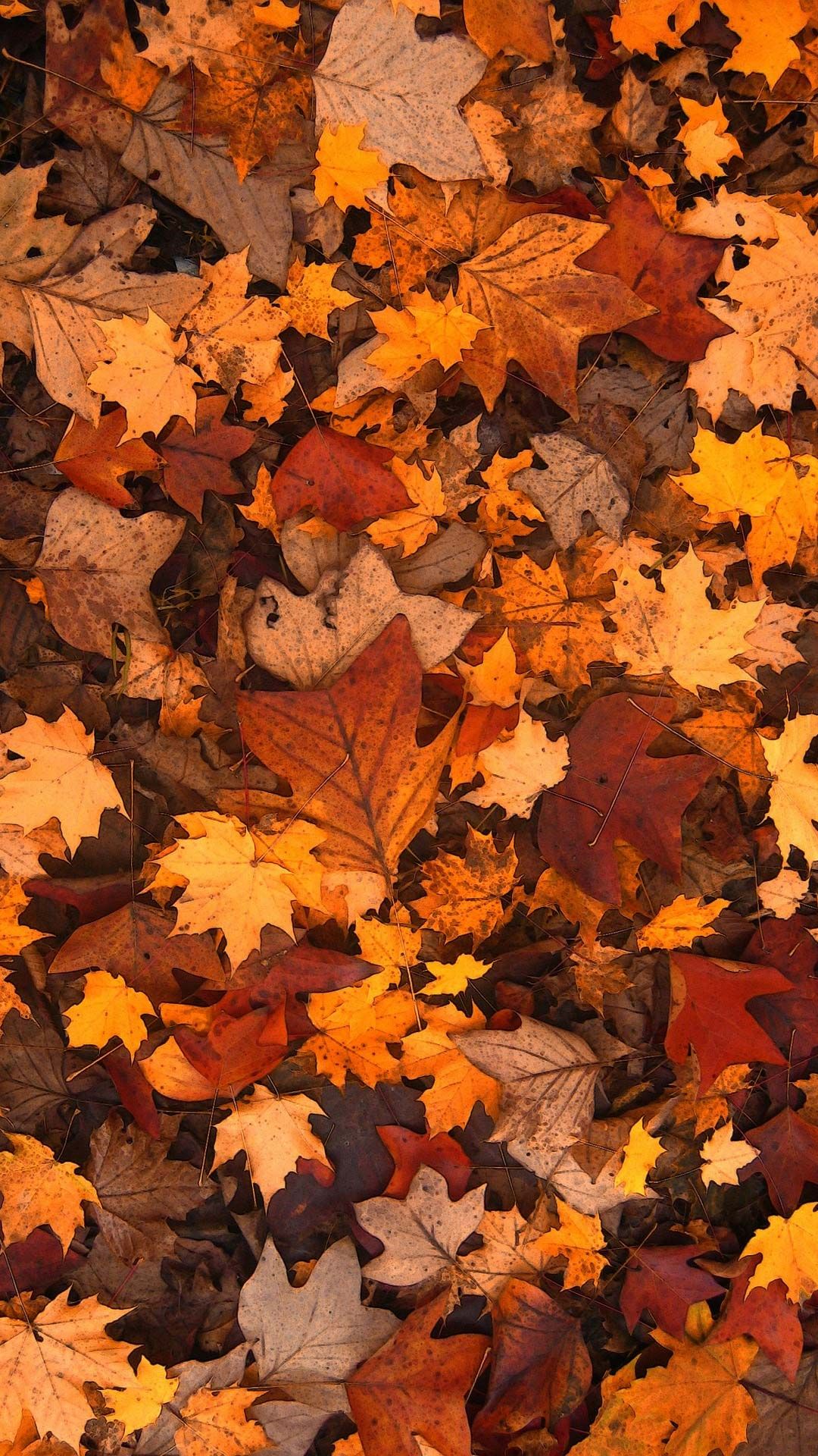 Detail Autumn Leaves Background Images Nomer 51