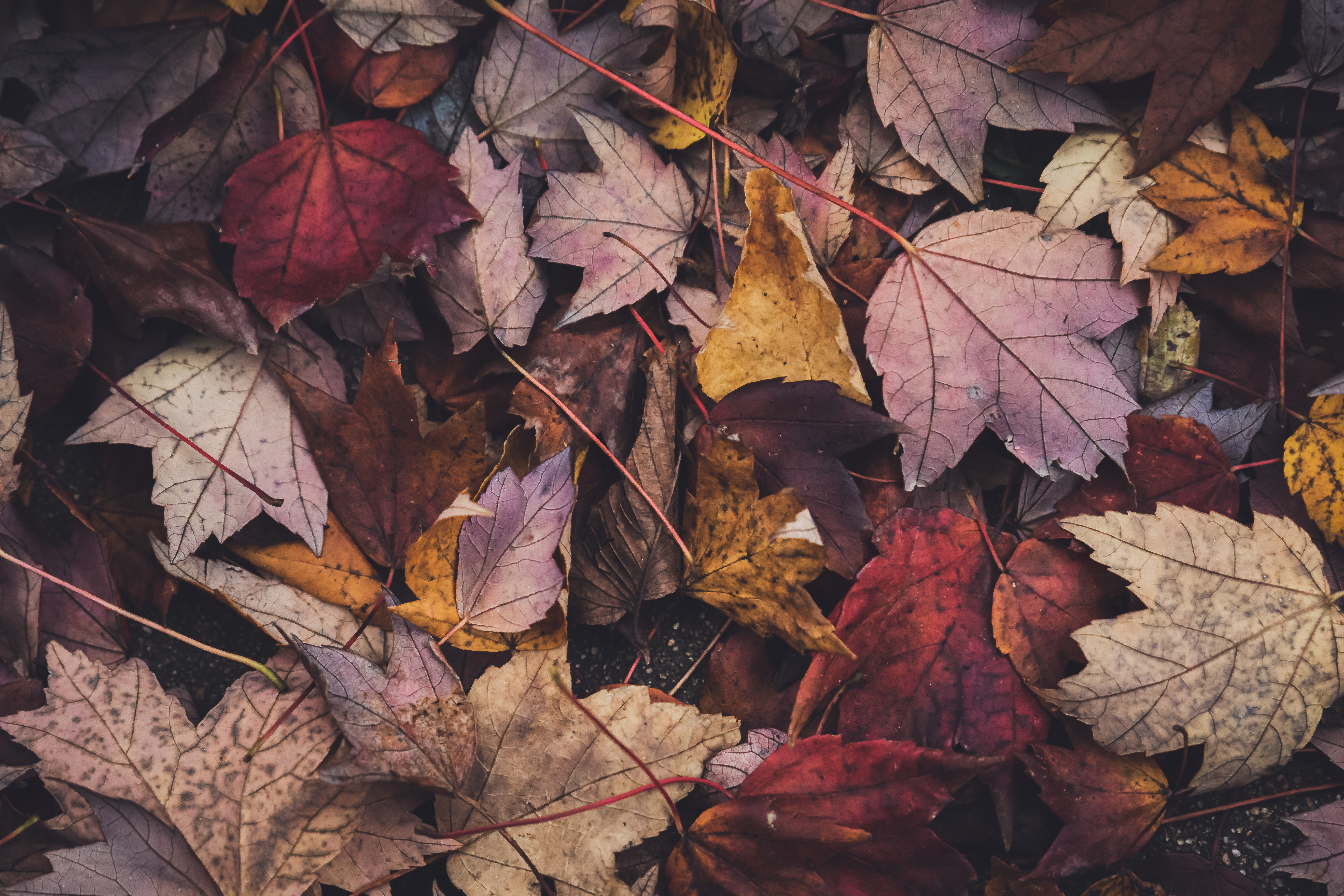 Detail Autumn Leaves Background Images Nomer 8