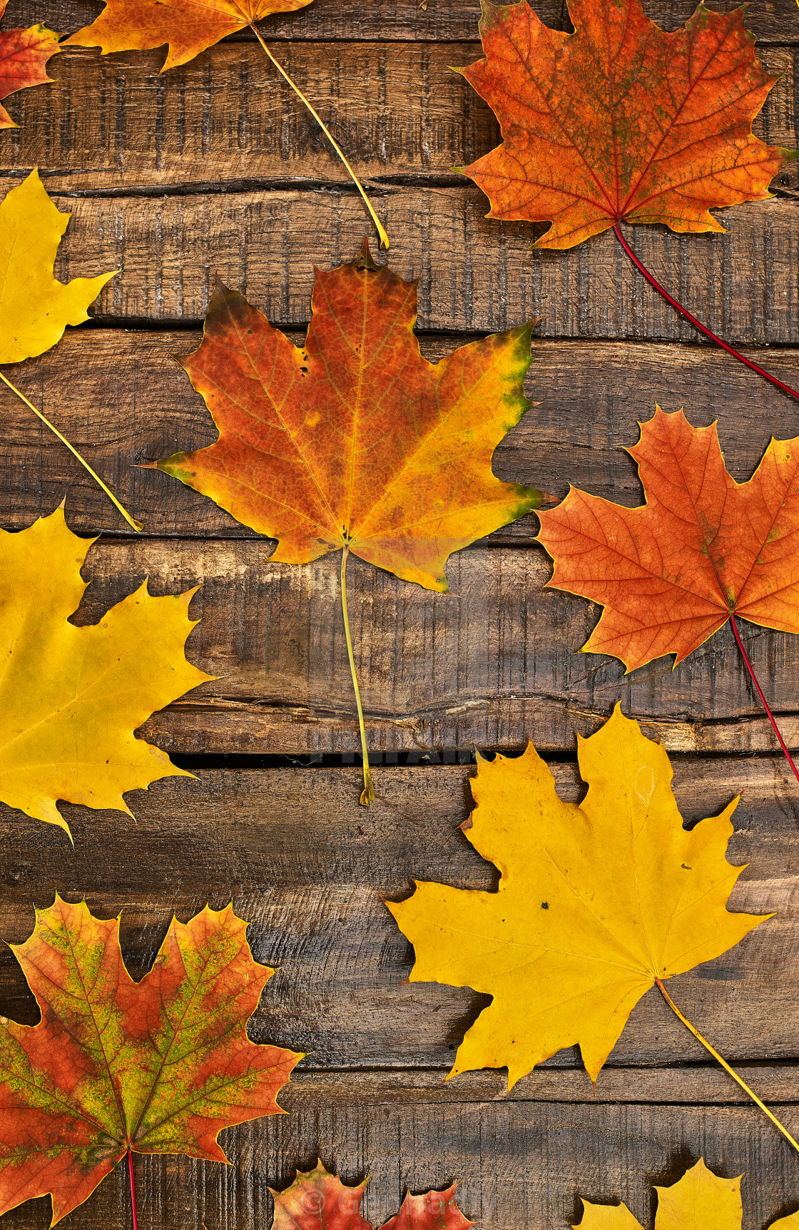 Detail Autumn Leaves Background Images Nomer 10
