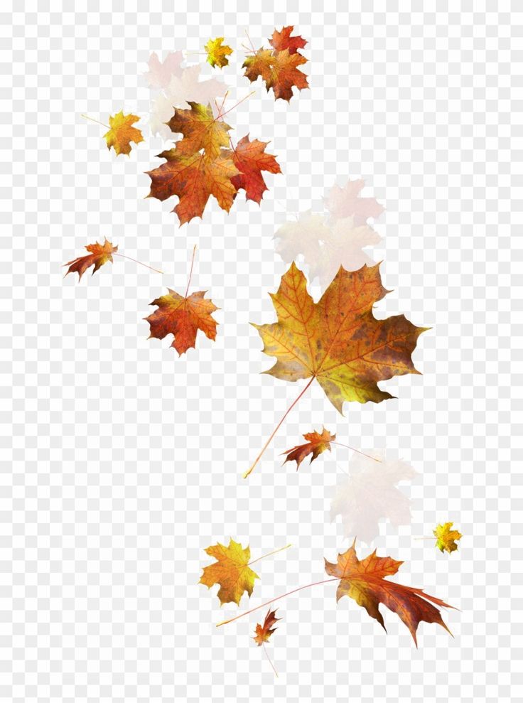 Detail Autumn Leaves Clip Art Free Nomer 42