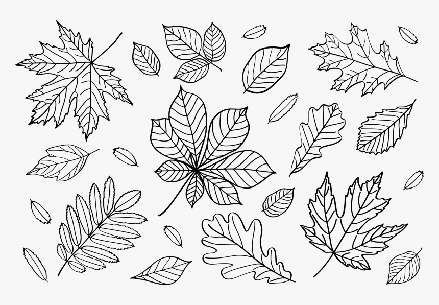 Detail Autumn Leaves Clipart Black And White Nomer 42