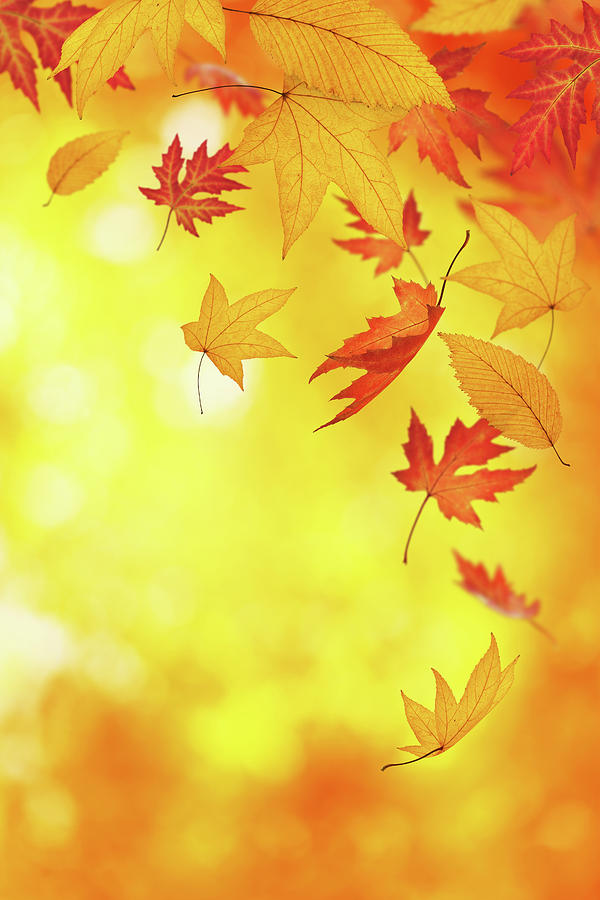 Detail Autumn Leaves Falling Images Nomer 2