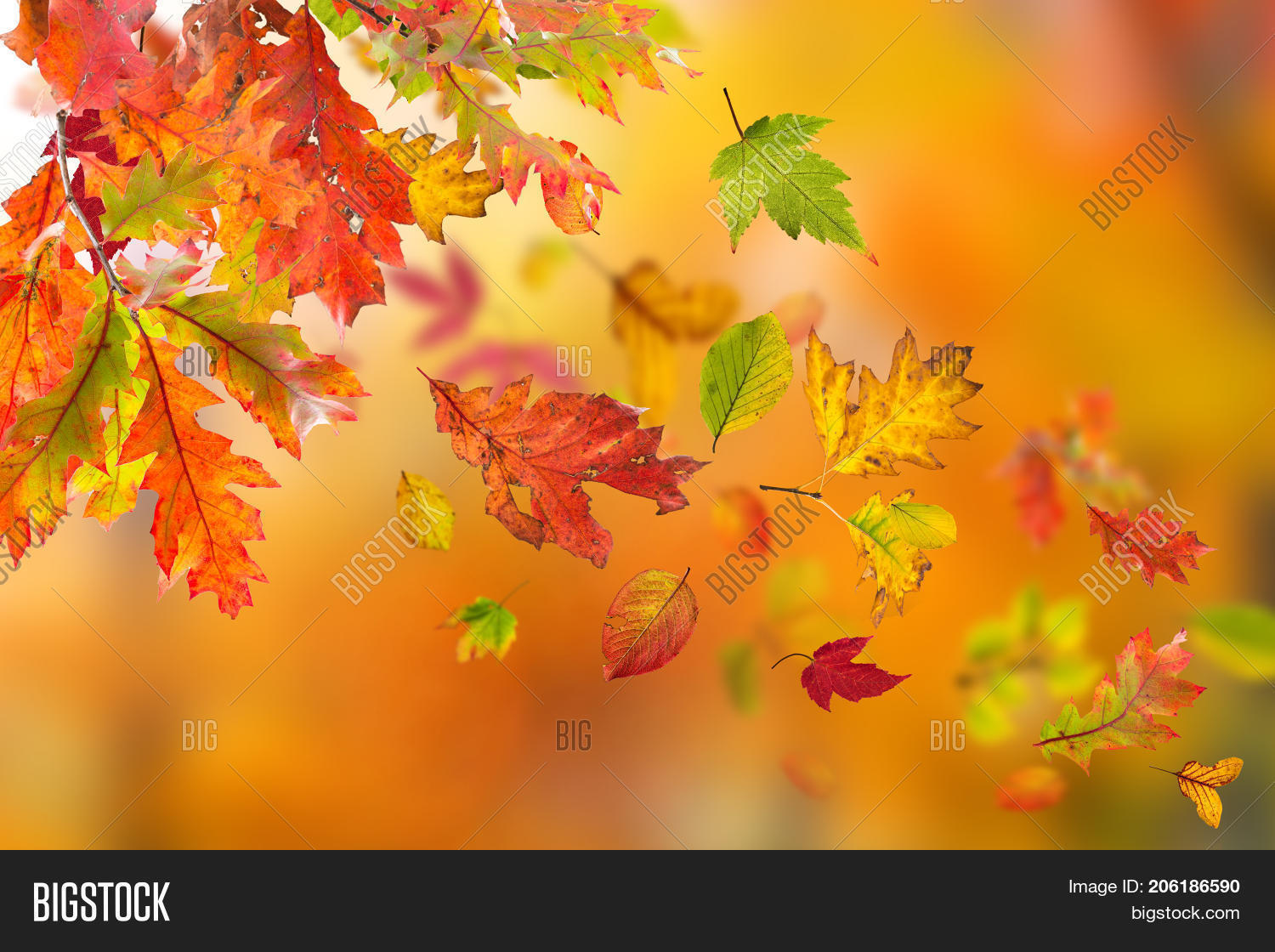 Detail Autumn Leaves Falling Images Nomer 20