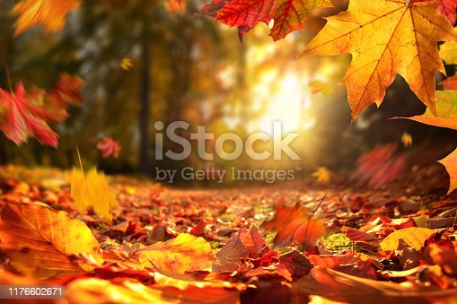 Detail Autumn Leaves Falling Images Nomer 5