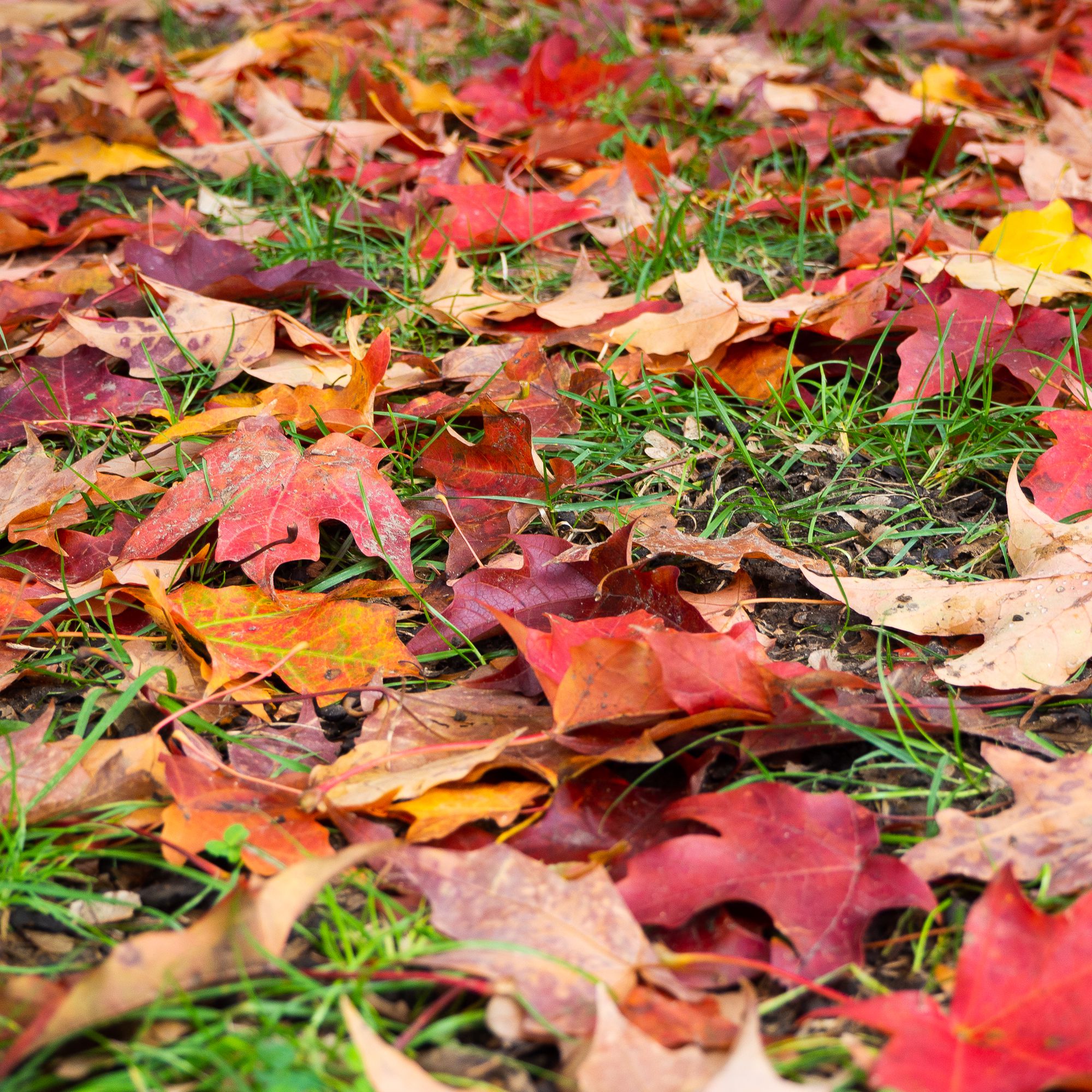 Detail Autumn Leaves Falling Images Nomer 49