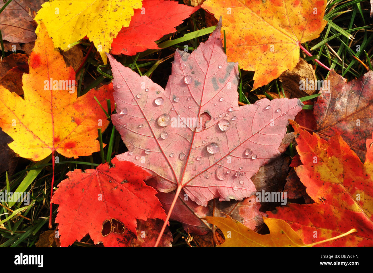 Detail Autumn Leaves Falling Images Nomer 56