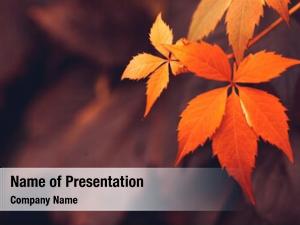 Detail Autumn Leaves Powerpoint Template Free Nomer 56