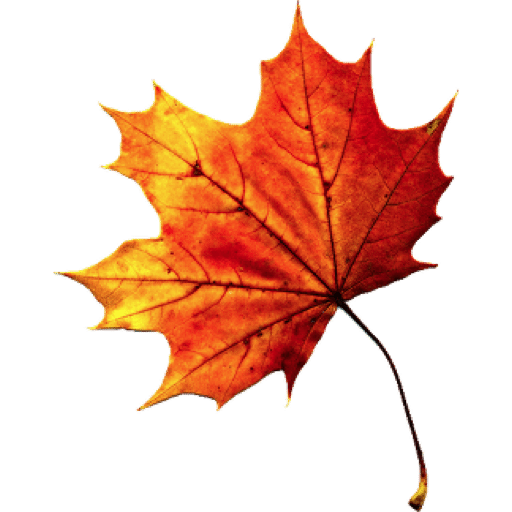 Detail Autumn Leaves Transparent Background Nomer 32