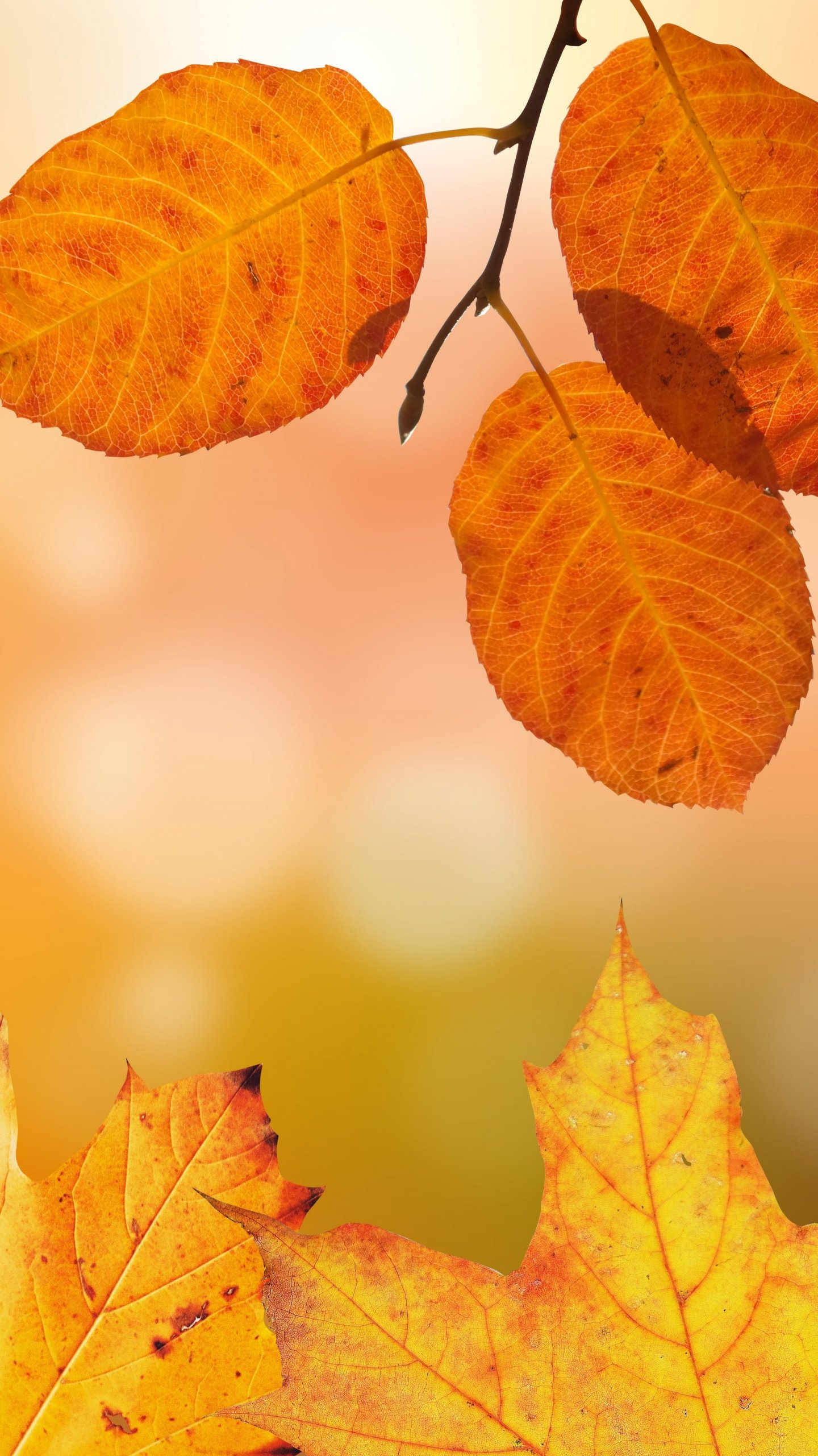 Detail Autumn Leaves Wallpaper Nomer 27