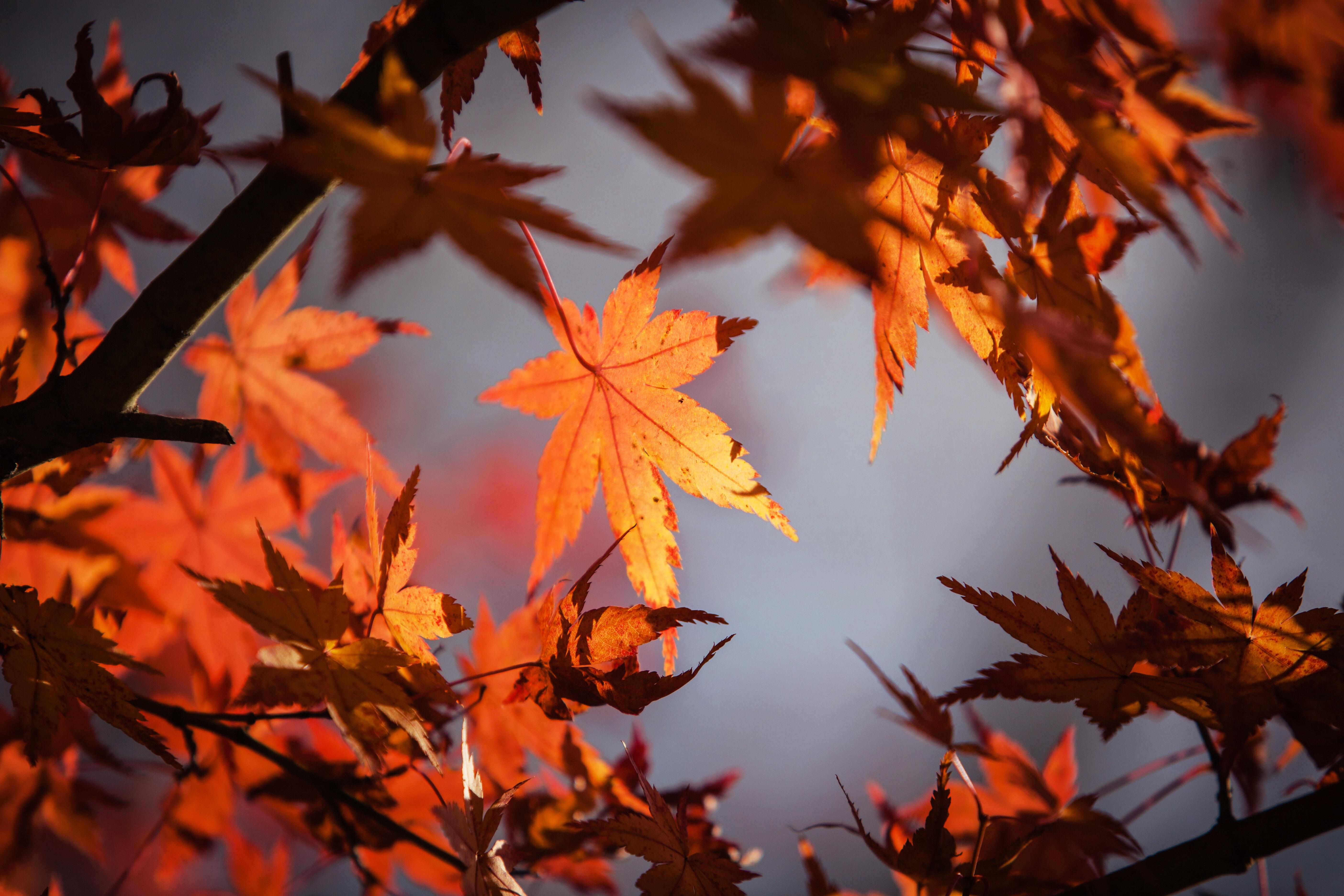 Download Autumn Leaves Wallpaper Nomer 30
