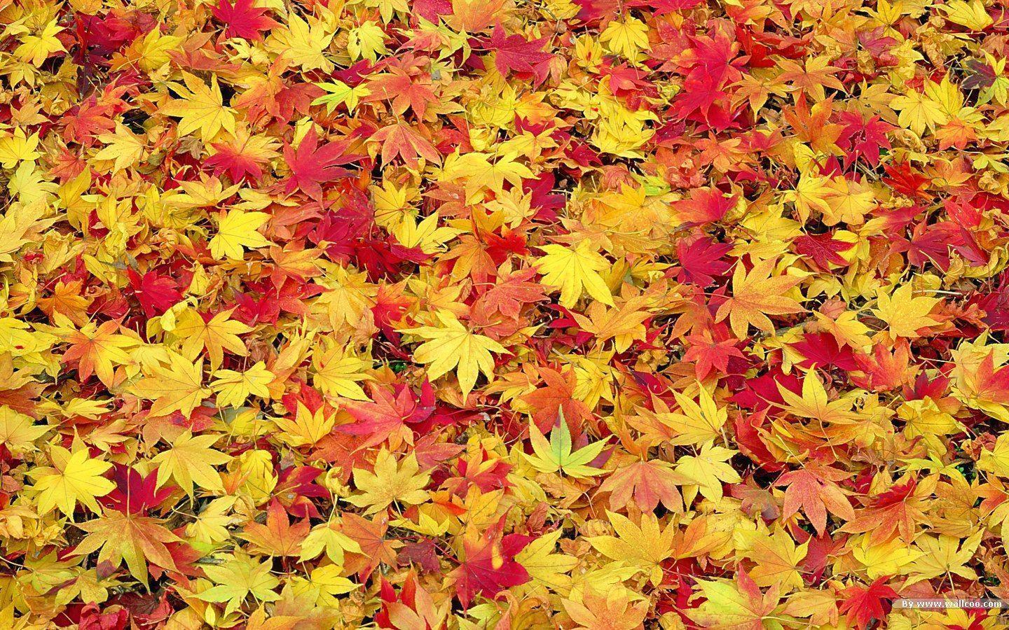 Detail Autumn Leaves Wallpaper Nomer 31