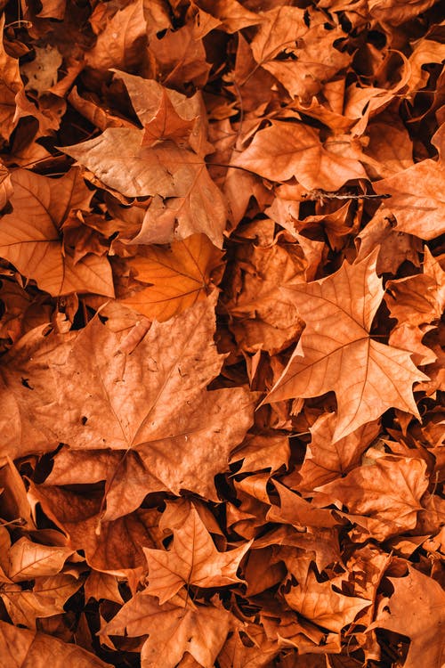 Detail Autumn Leaves Wallpaper Nomer 37