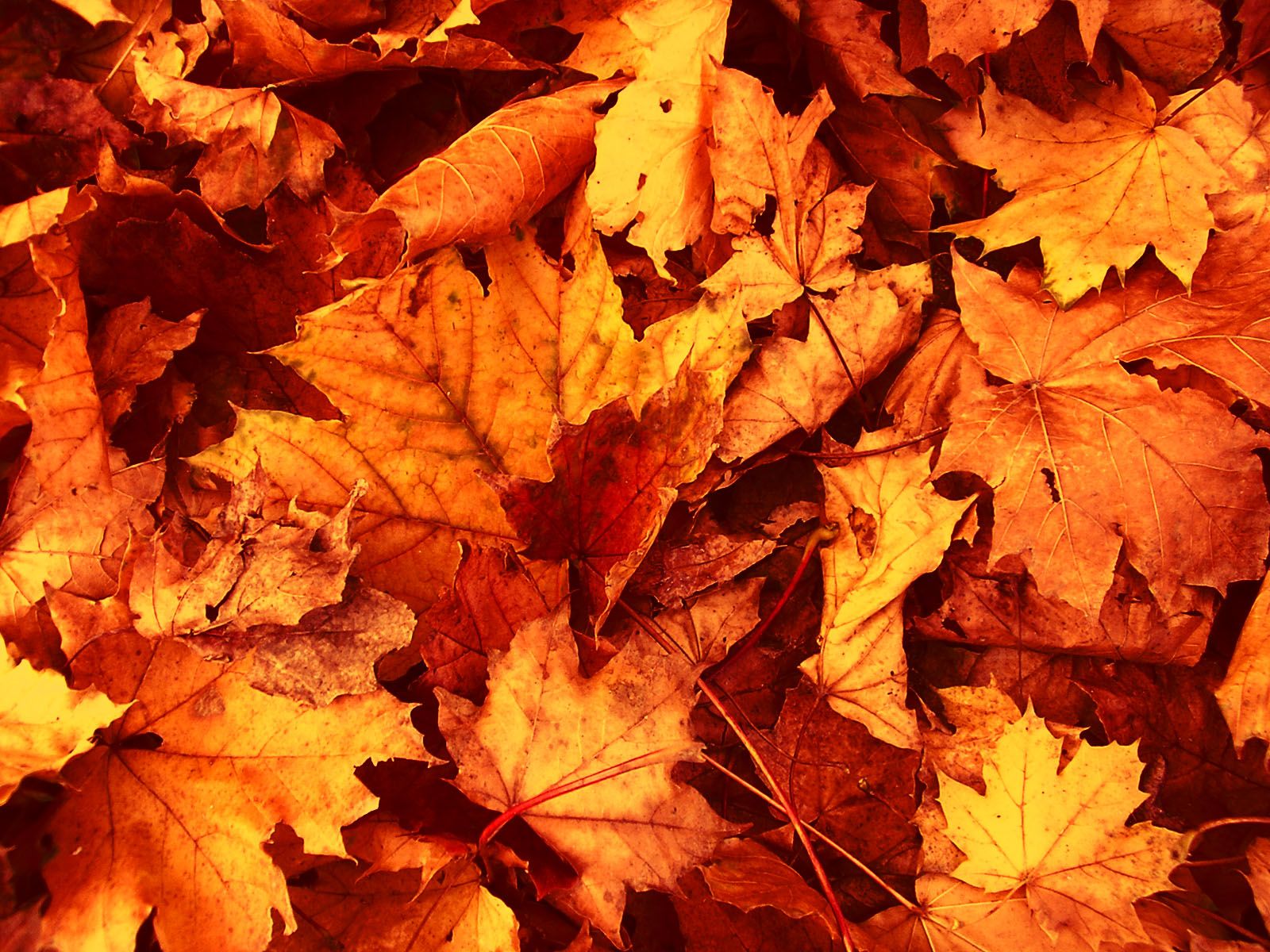 Detail Autumn Leaves Wallpaper Nomer 40