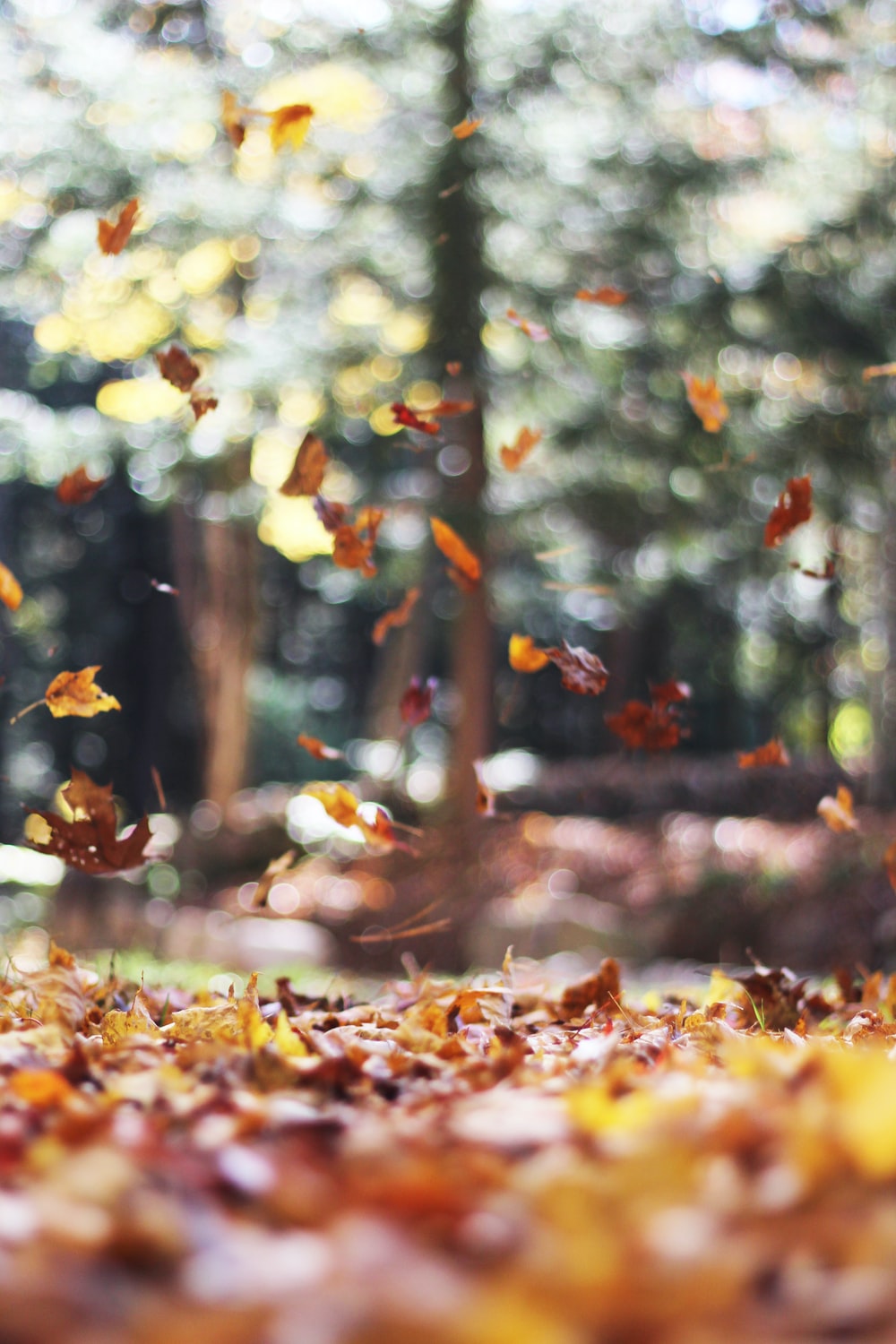 Detail Autumn Leaves Wallpaper Nomer 6