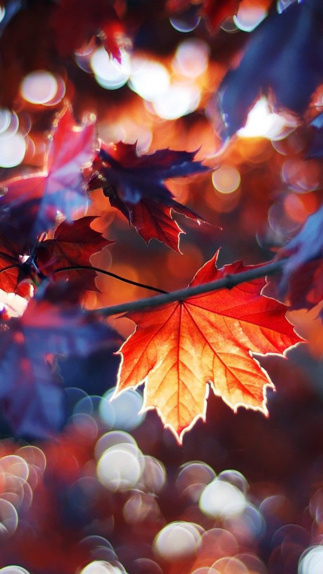 Detail Autumn Leaves Wallpaper Nomer 52