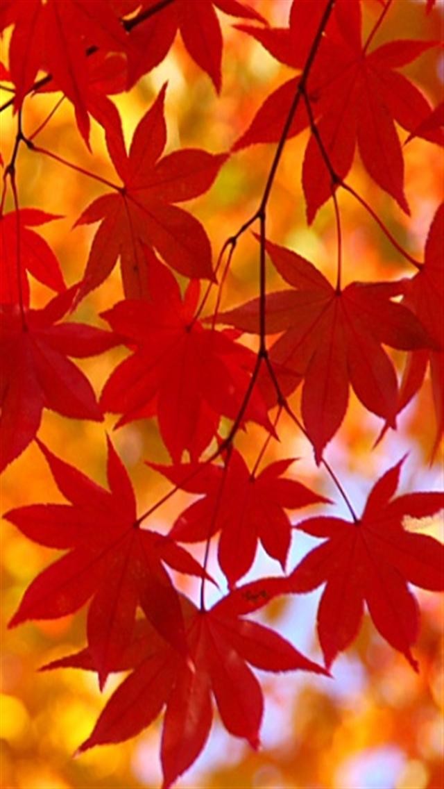 Detail Autumn Leaves Wallpaper Iphone Nomer 17