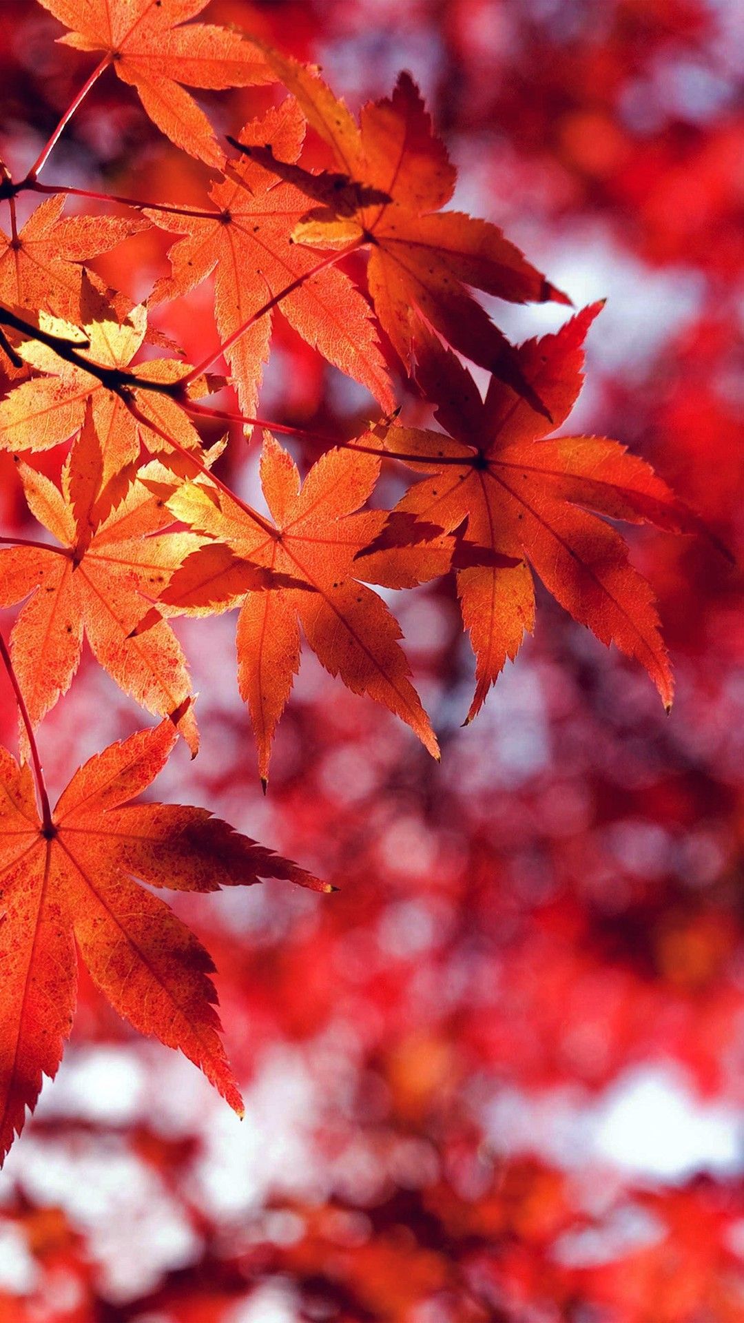 Detail Autumn Leaves Wallpaper Iphone Nomer 18