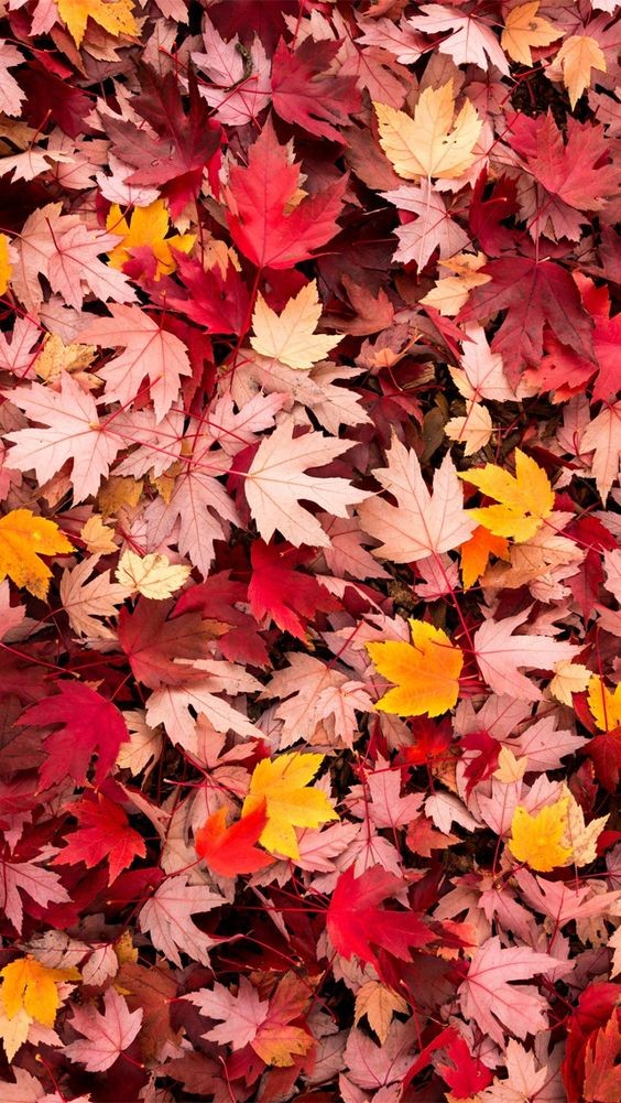 Detail Autumn Leaves Wallpaper Iphone Nomer 20