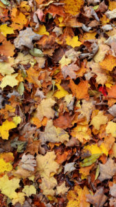 Detail Autumn Leaves Wallpaper Iphone Nomer 22