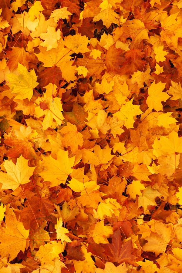 Detail Autumn Leaves Wallpaper Iphone Nomer 53