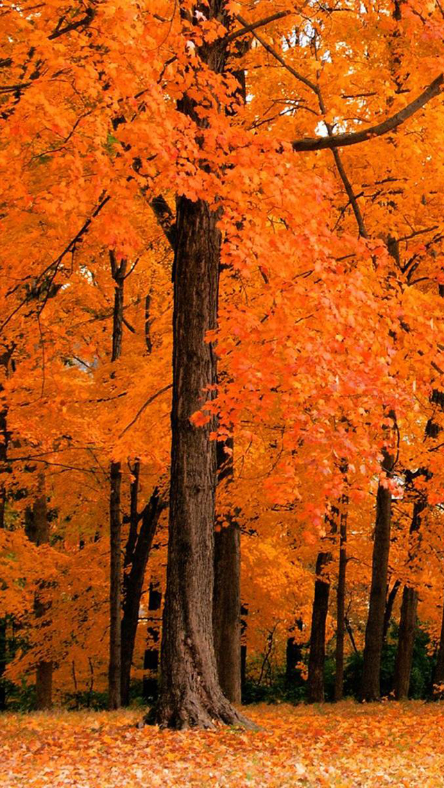 Detail Autumn Leaves Wallpaper Iphone Nomer 7