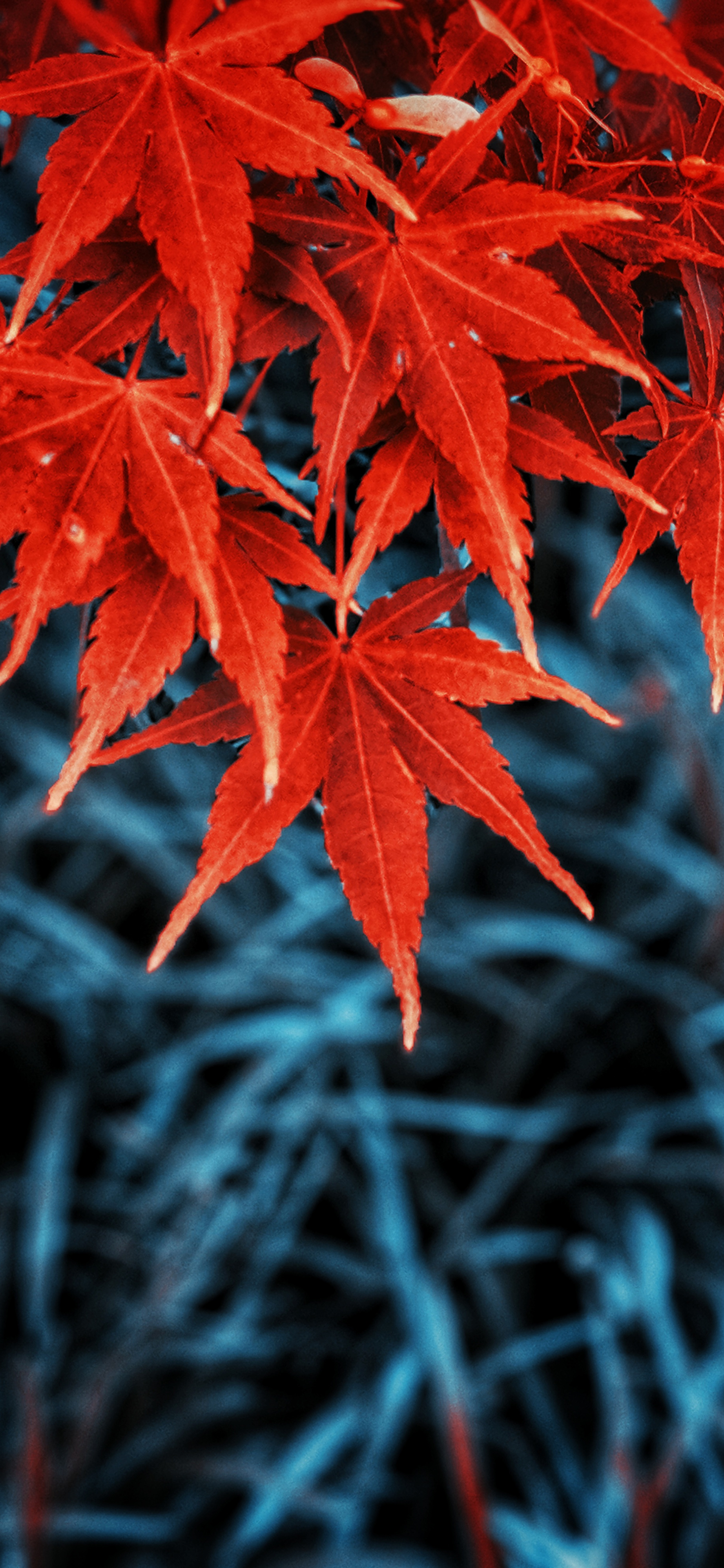 Detail Autumn Leaves Wallpaper Iphone Nomer 9