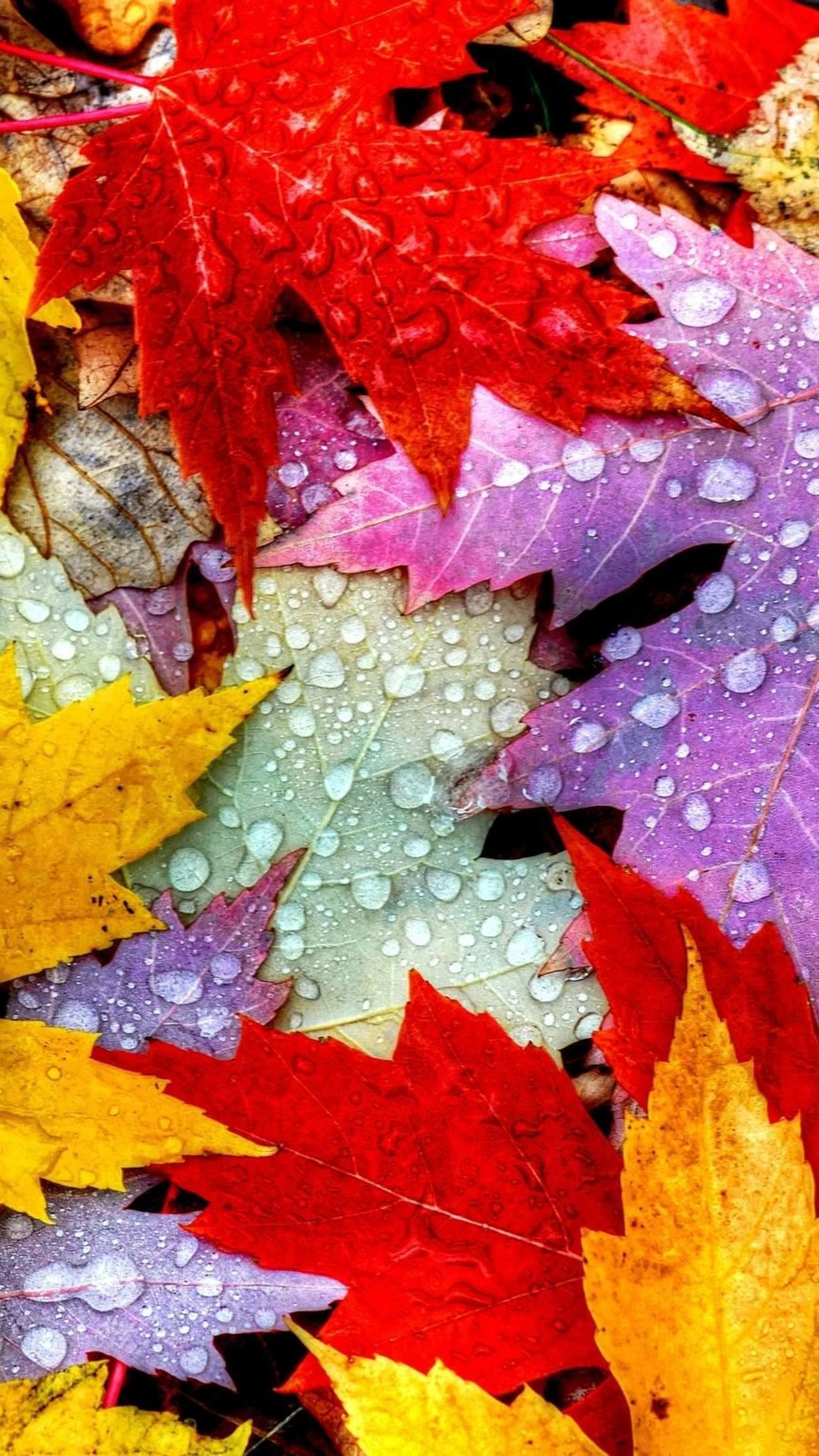 Detail Autumn Leaves Wallpaper Iphone Nomer 10