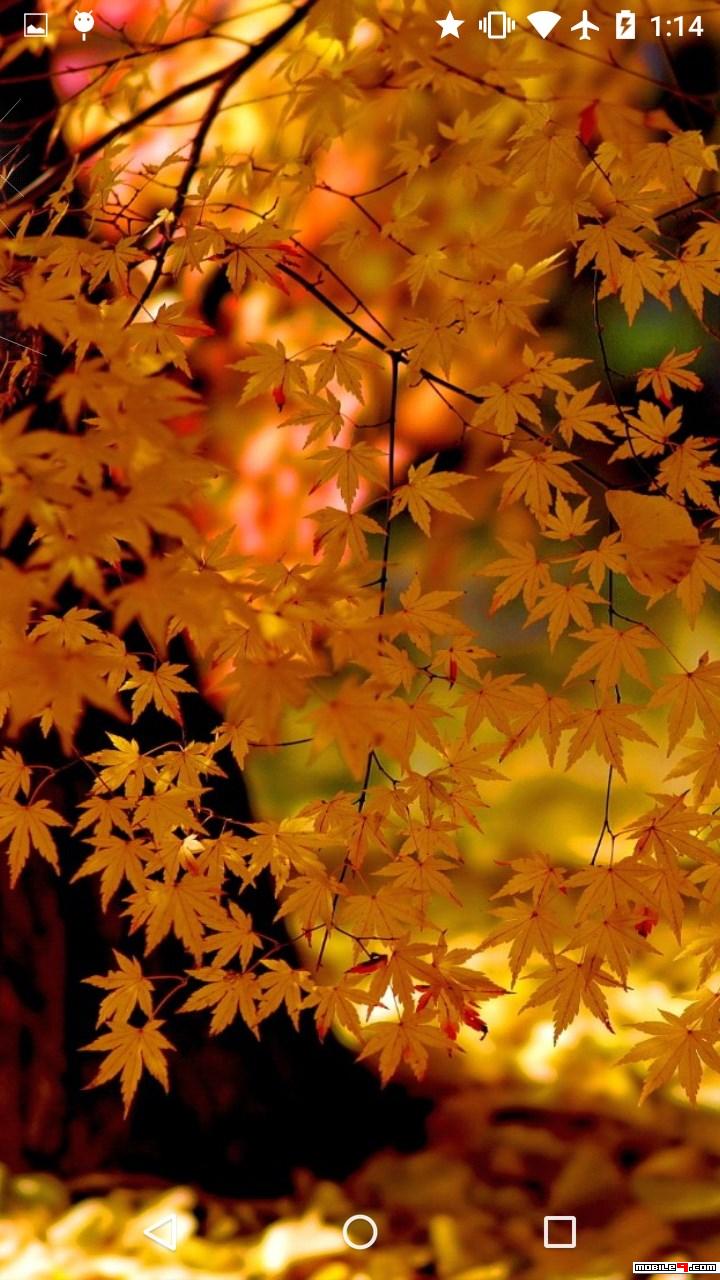 Detail Autumn Live Wallpaper Nomer 19