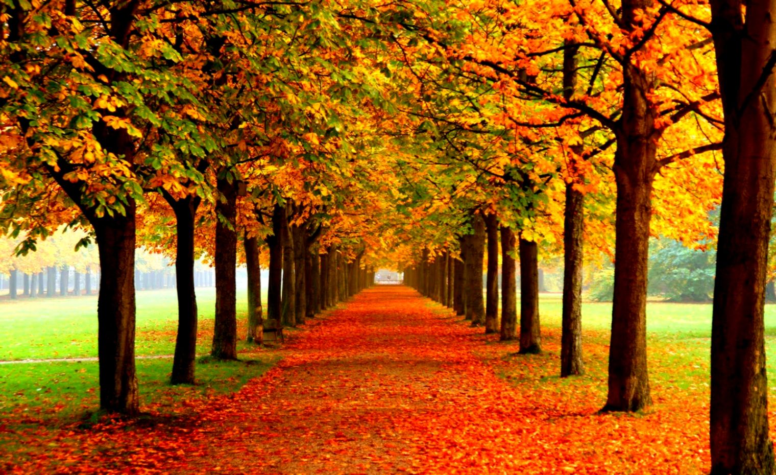 Detail Autumn Live Wallpaper Nomer 28