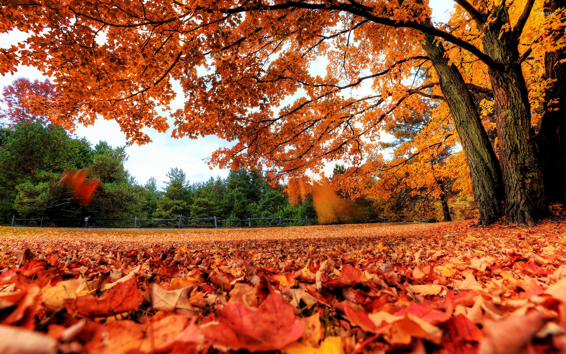 Detail Autumn Live Wallpaper Nomer 30