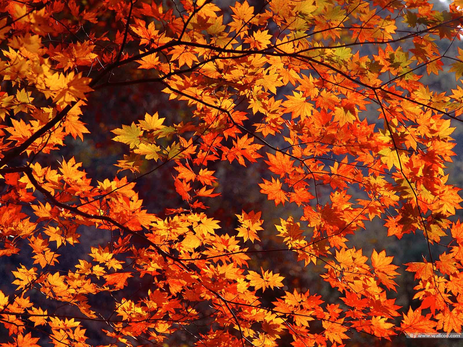 Detail Autumn Live Wallpaper Nomer 33