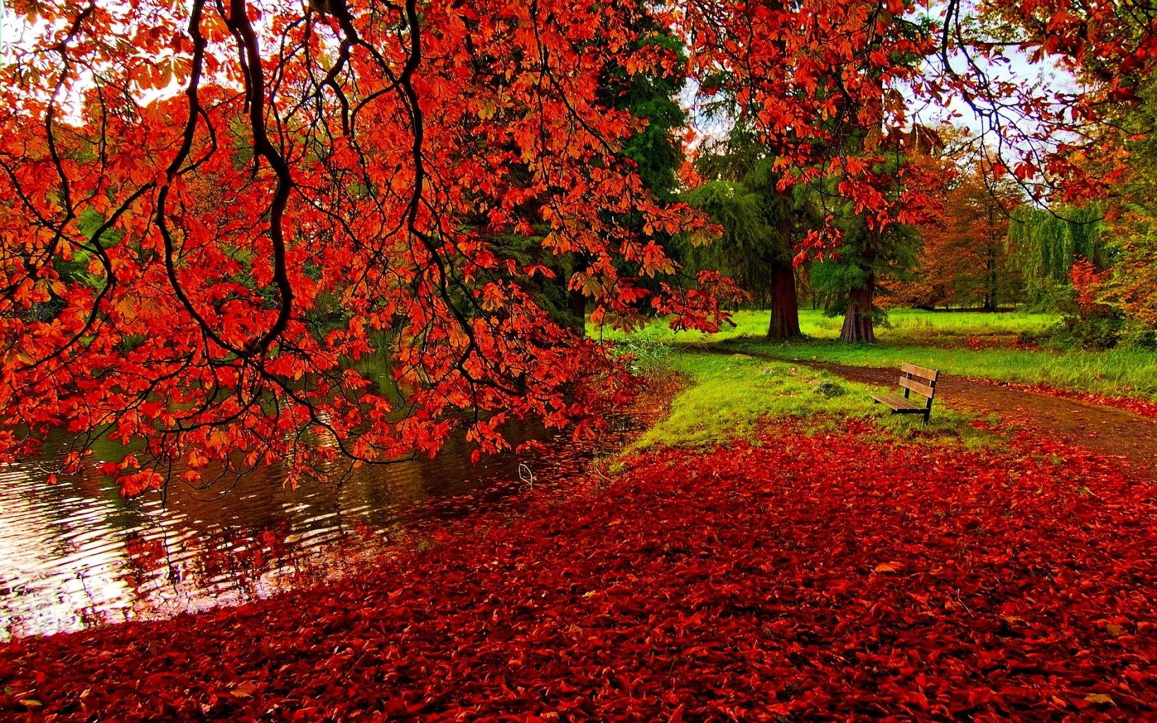 Detail Autumn Live Wallpaper Nomer 35