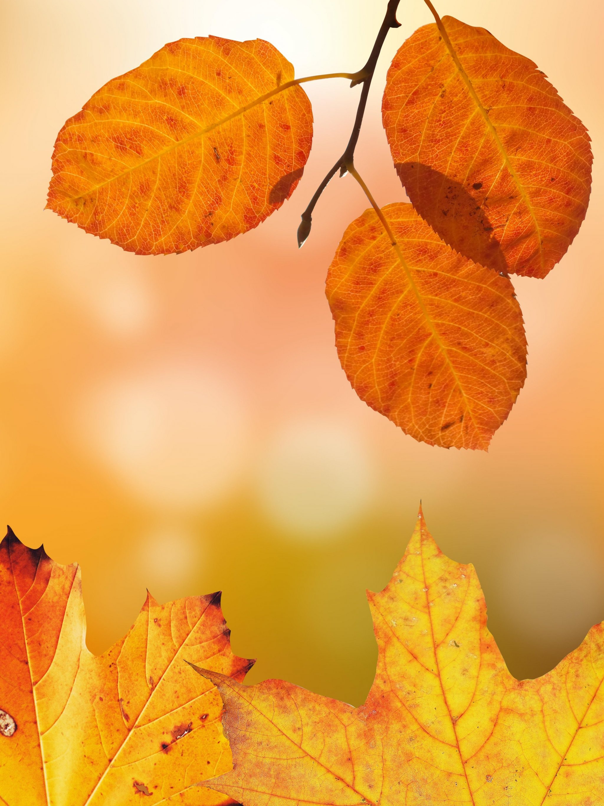 Detail Autumn Live Wallpaper Nomer 39