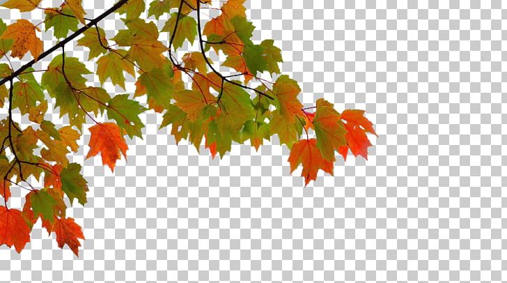 Detail Autumn Png Nomer 37