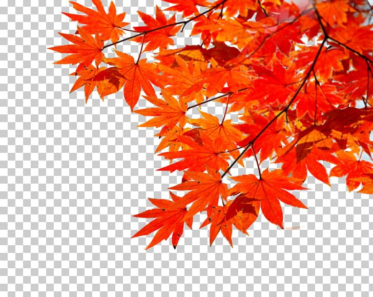 Detail Autumn Png Nomer 9