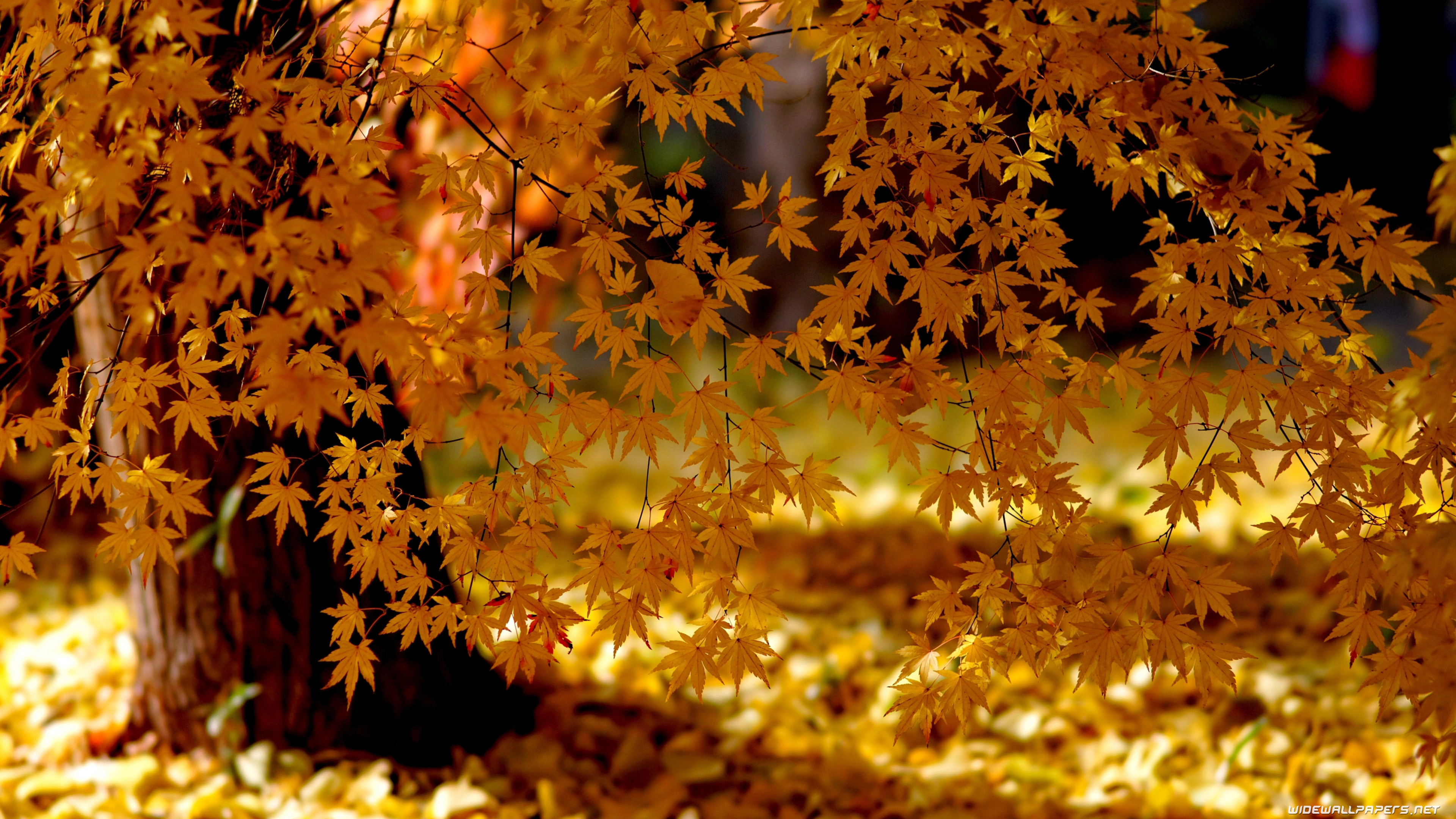 Detail Autumn Wallpaper Hd Nomer 34