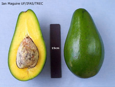 Detail Avacado Pictures Nomer 53