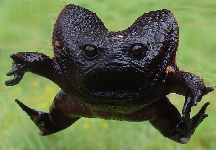 Detail Avocado Black Rain Frog Nomer 7