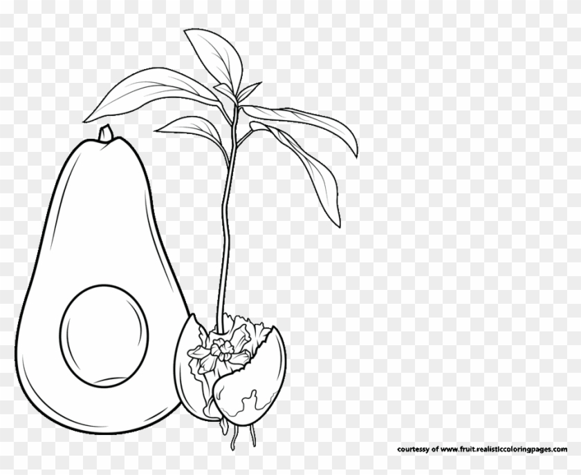 Detail Avocado Clipart Free Nomer 49