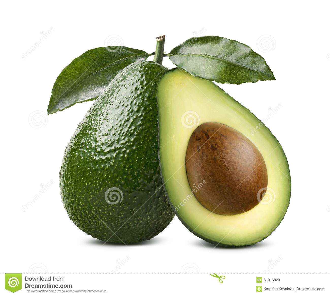 Detail Avocado Fruit Images Nomer 21