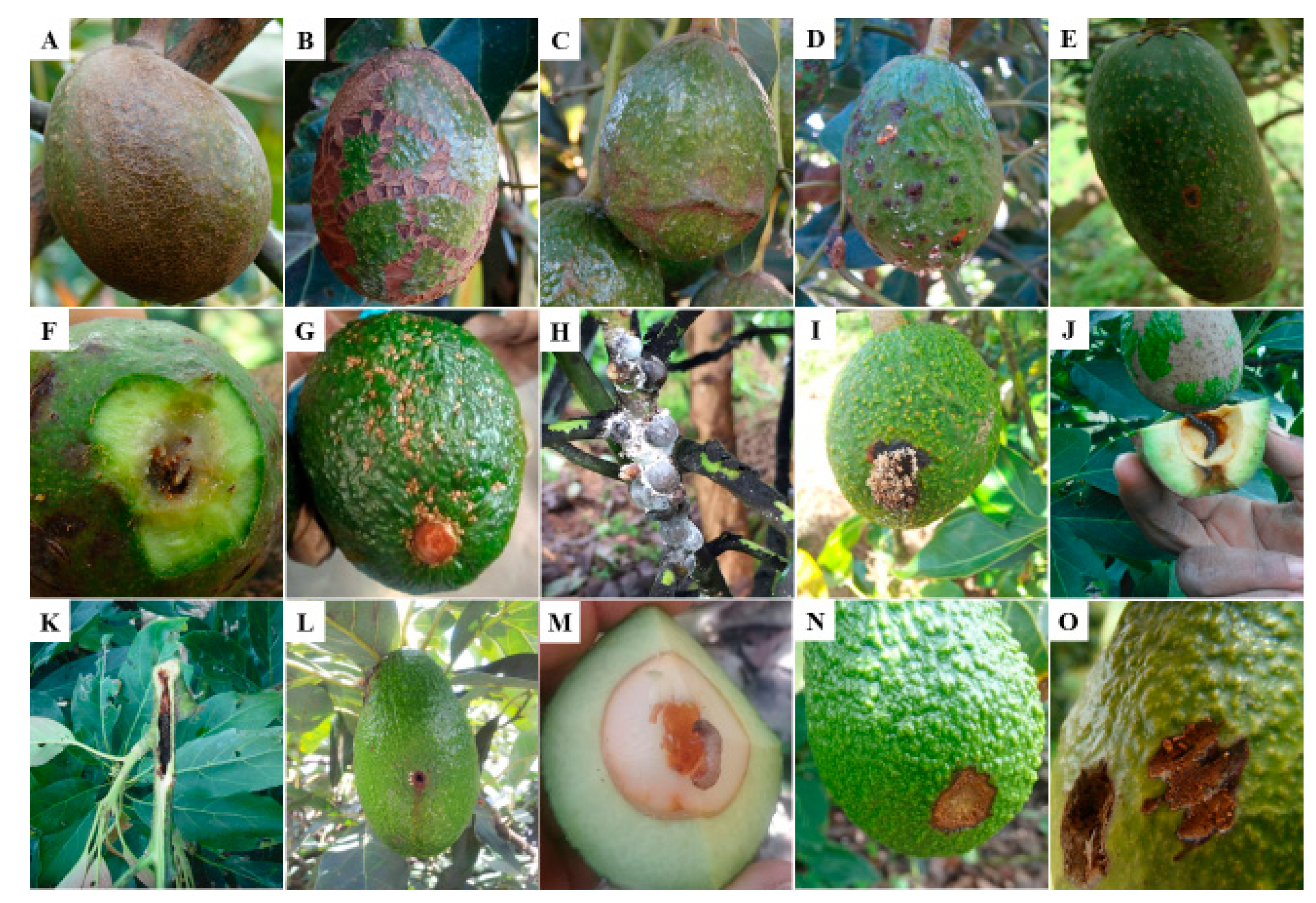 Detail Avocado Fruit Images Nomer 57