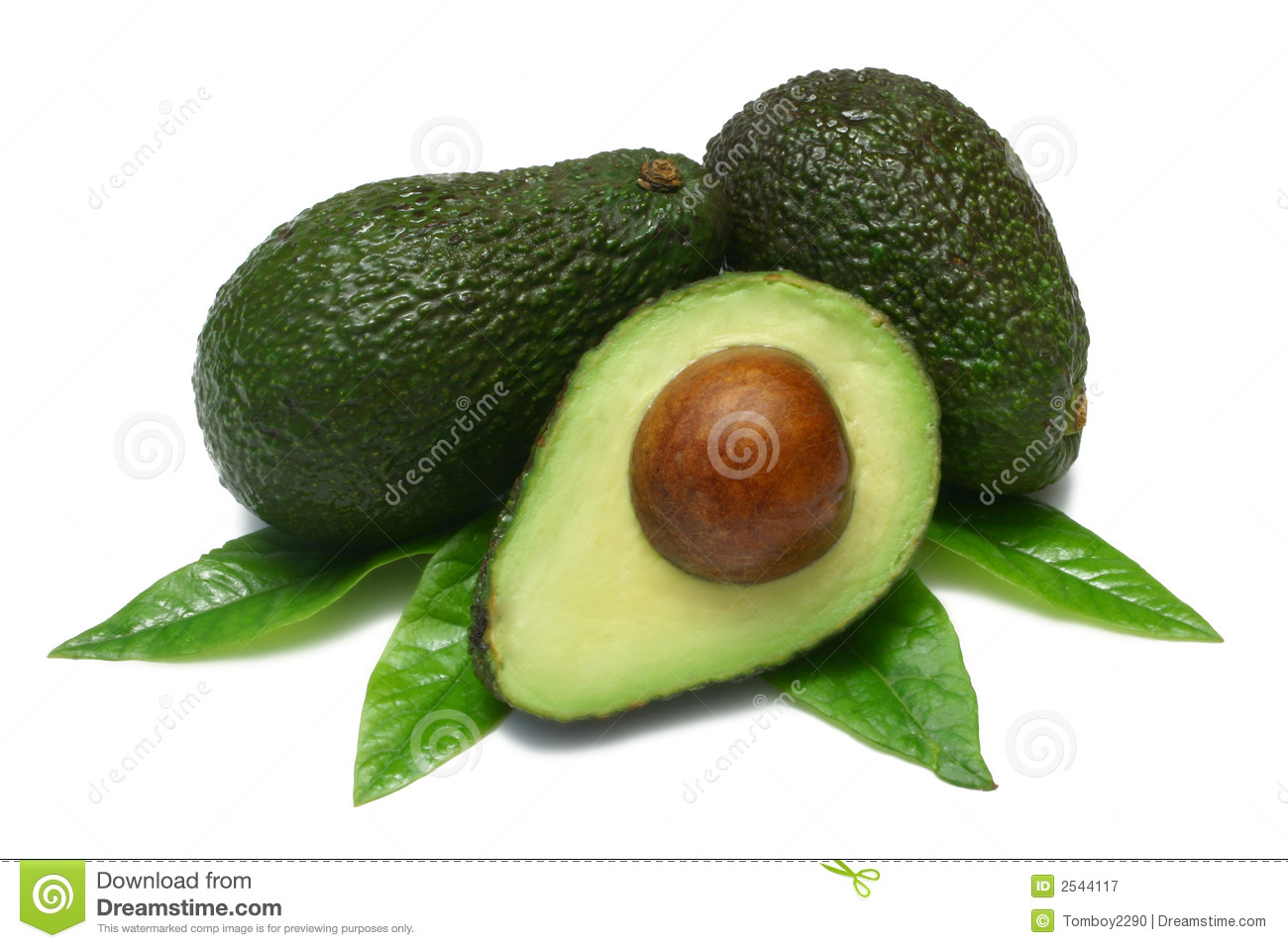 Detail Avocado Images Free Nomer 17