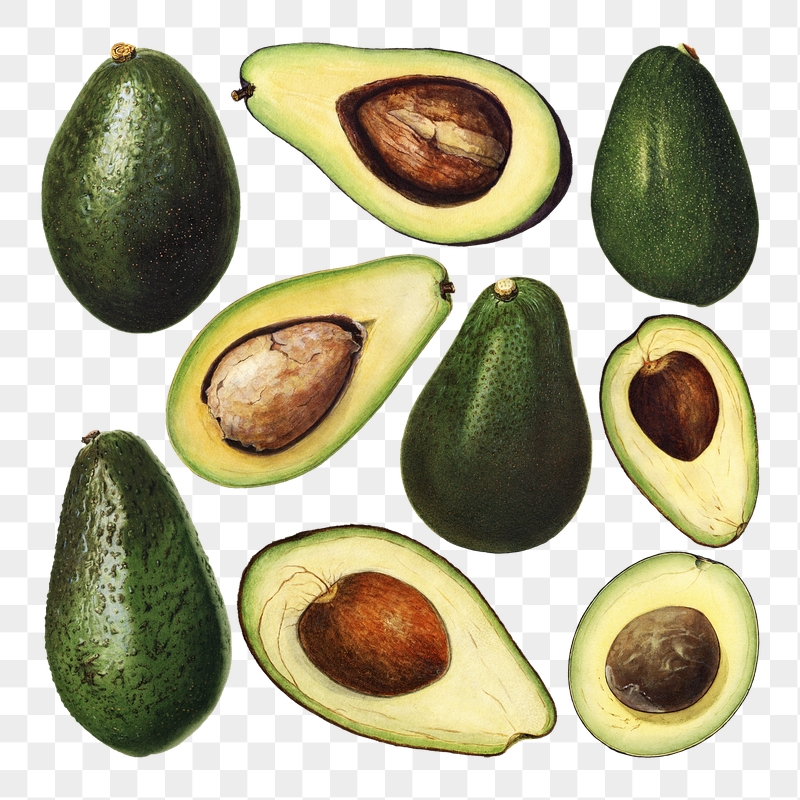 Detail Avocado Images Free Nomer 52