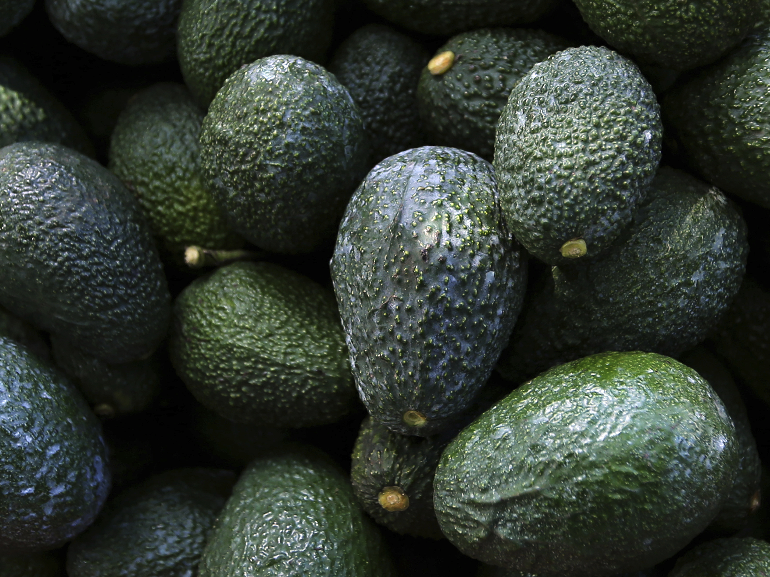 Detail Avocado Picture Nomer 34